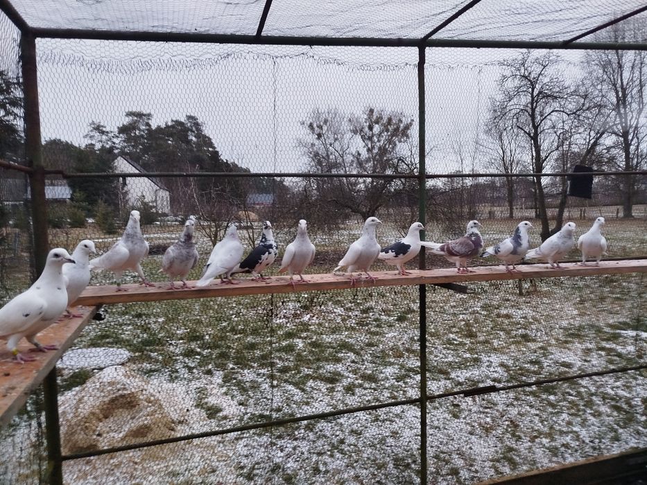 Gołębie pocztowe