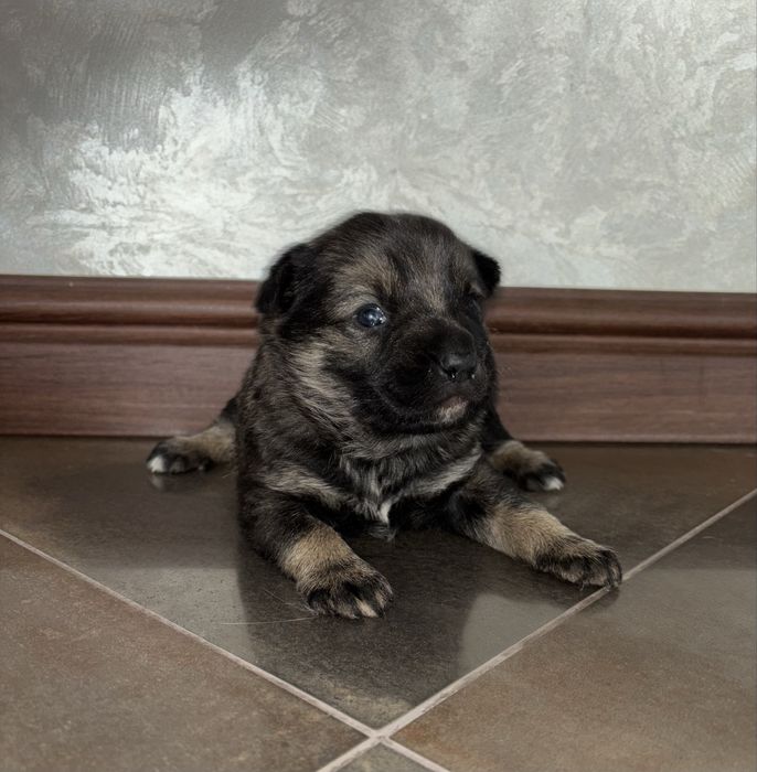 Віддам цуценят у добрі руки