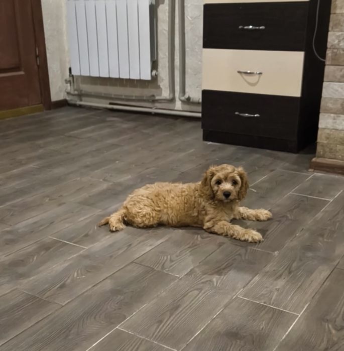 Харизматичні дівчатка та хлопчики Кавапу.