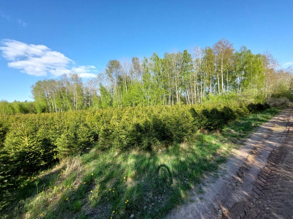 Świerk pospolity, choinka bożonarodzeniowa, świerk w doniczce