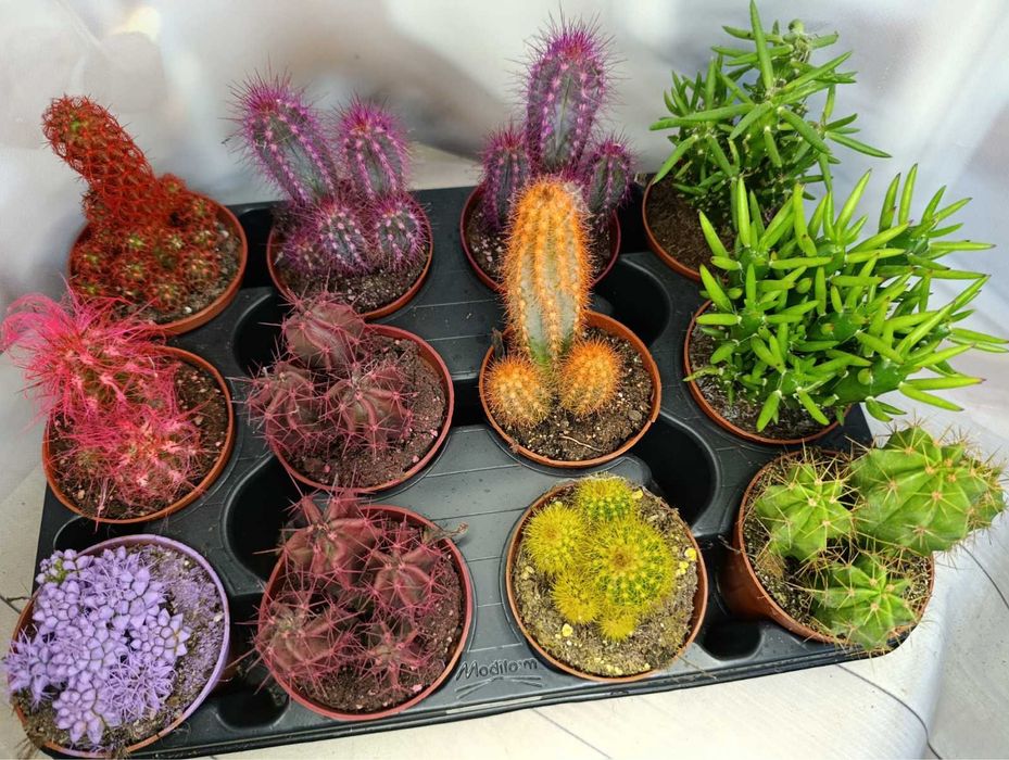 Кактуси та сукуленти