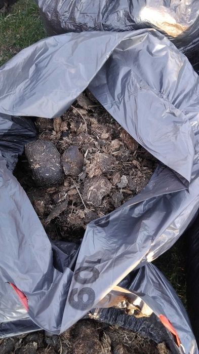 Obornik koński czysty