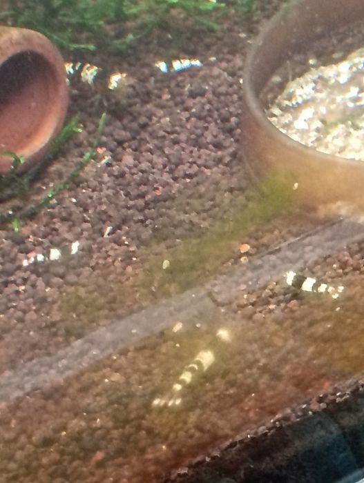 Camarões neocaridina/caridinas
