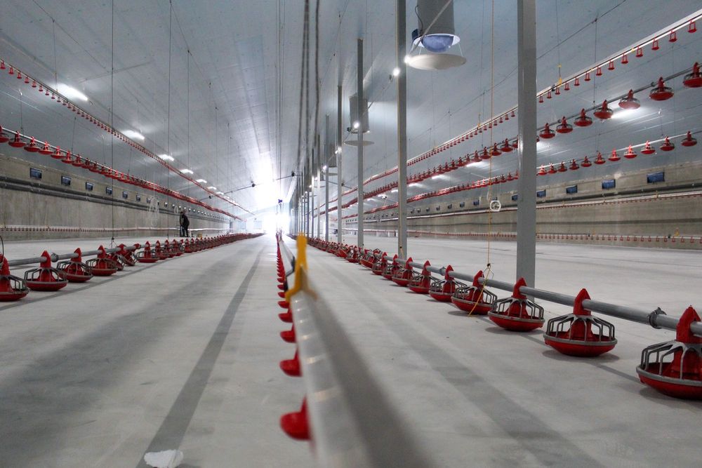 Izolacja Termiczna Dachu Obory Tuczarni Kurnika Styrodur XPS AGRO