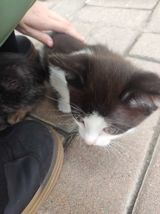 Кошенята у добрі руки