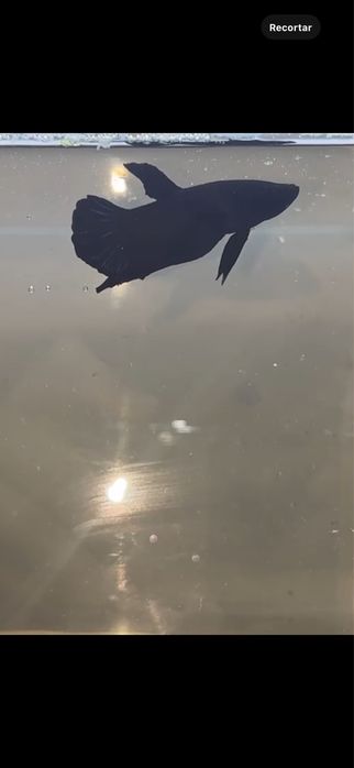 Bettas plakat seleçao