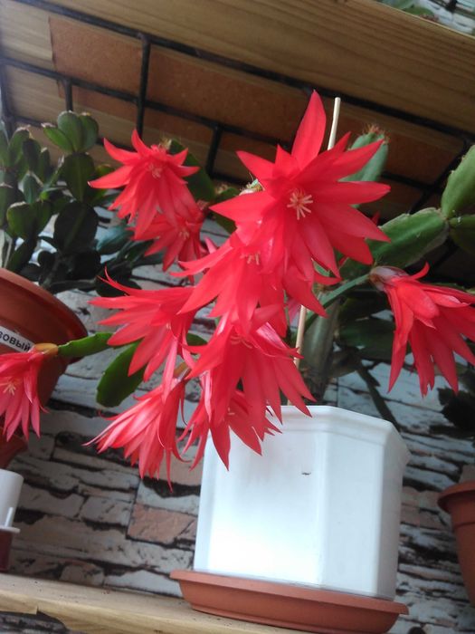 Рипсалидопсис разные