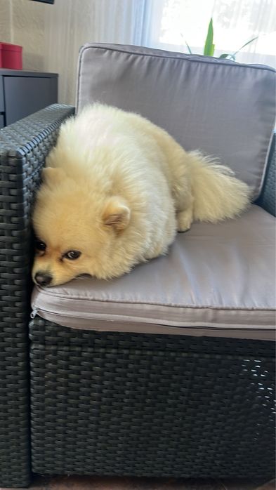 Вʼязка померанський шпіц