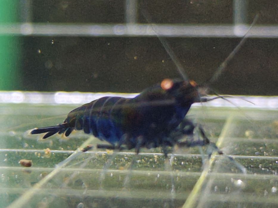 Krewetki Caridina Royal Blue Tiger OE
