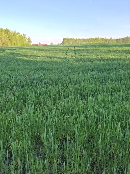 Dwie działki na sprzedaż w Nowostawach Dolnych