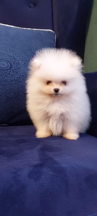 Suczka szpic miniaturowy Pomeranian
