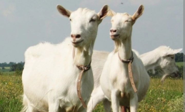 Козы, козлики, козлята,поросята