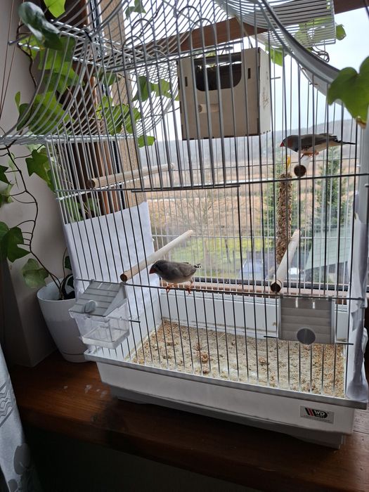 Klatka + dwie zeberki