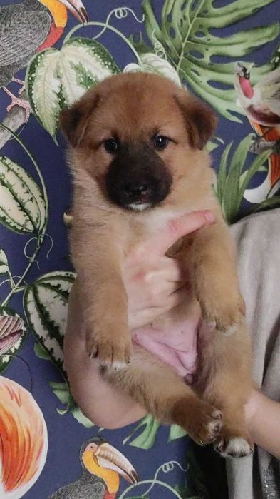 Małe serduszka szukają swoich ludzi