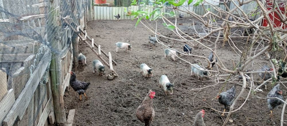 Продаю кабана осеменітеля корея-вєтнамский.