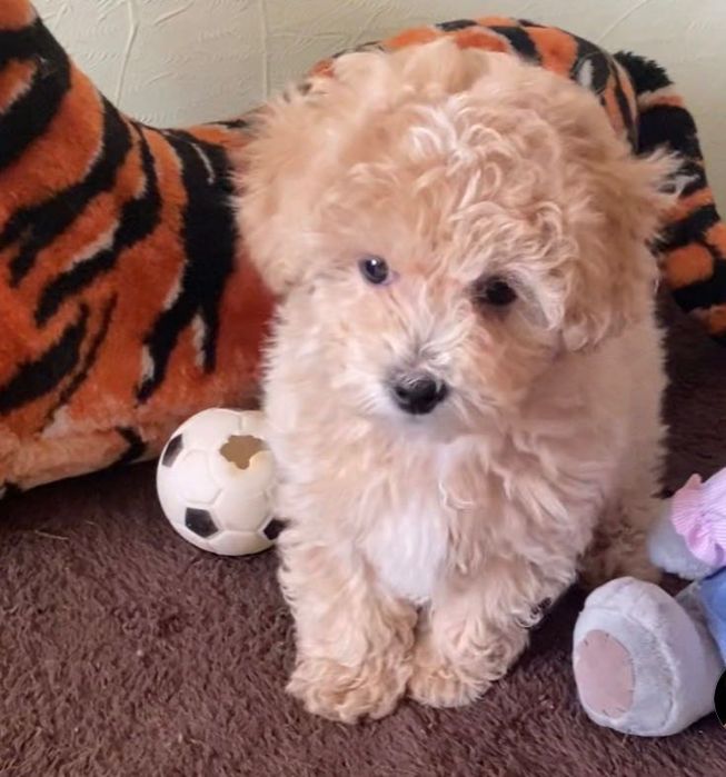 Мальтіпу ф1 хлопчик