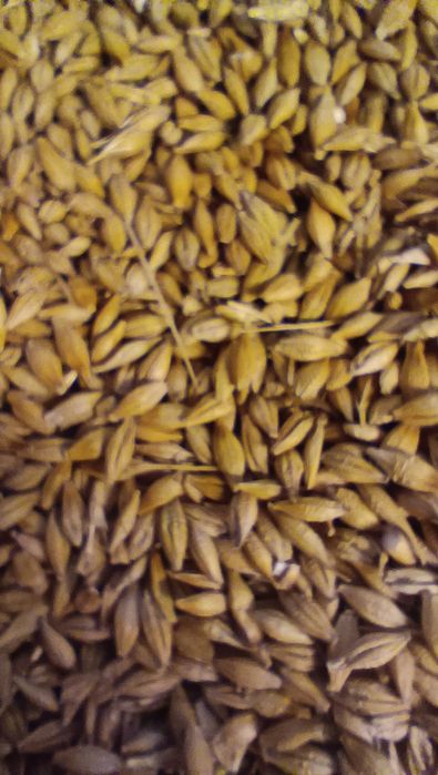 Jęczmień jary ok 1500 kg