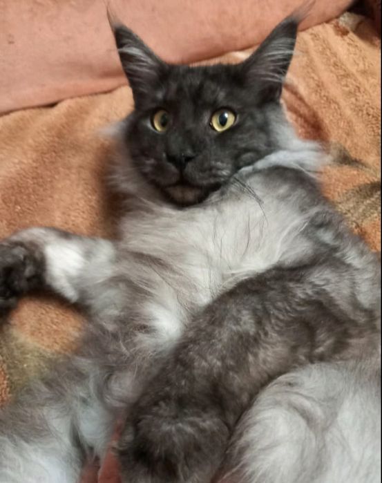 Неймовiрнi красунечки