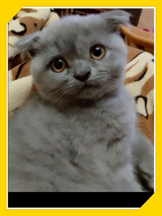 Продаються котеннята висловухі