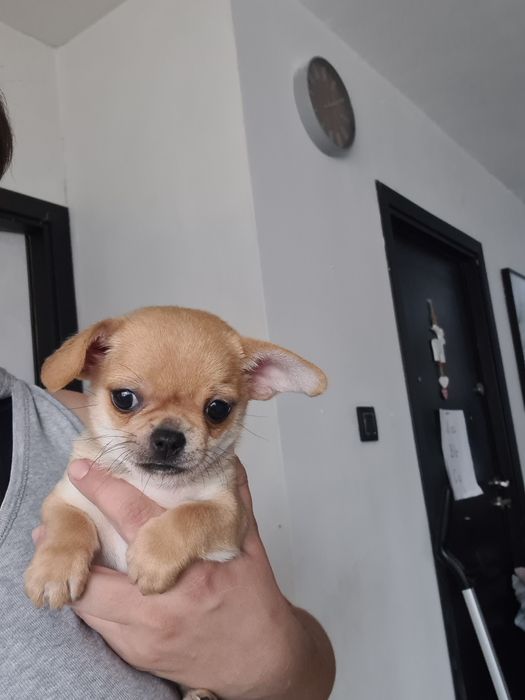 Chihuahua odbiór po 1 kwietnia