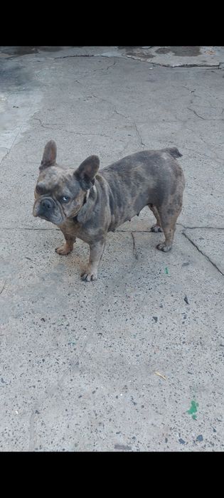Віддамо безкоштовно французика