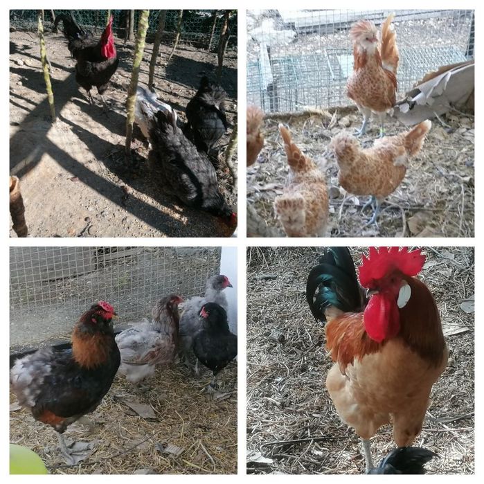 Galo exótico que ri - Ayam Ketawa