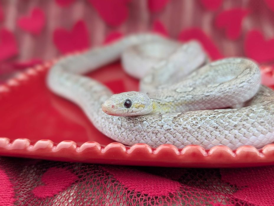 Wąż zbożowy samica rocznik 2024