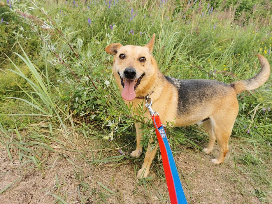 Teoś - odebrany ze złych warunków - schronisko