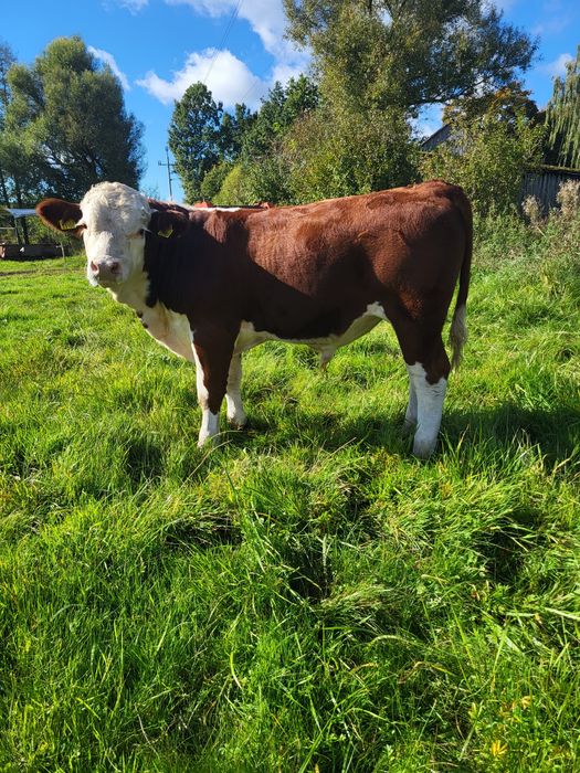 Sprzedam   odsadki hereford i limousine