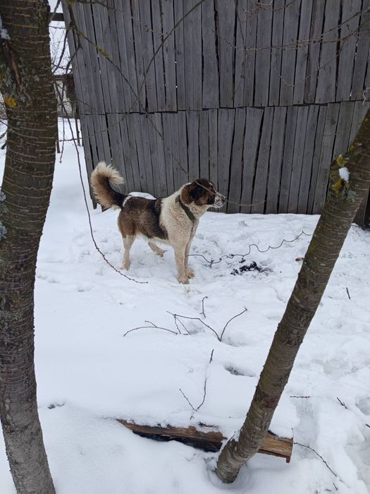 Продам кавказька вівчарка