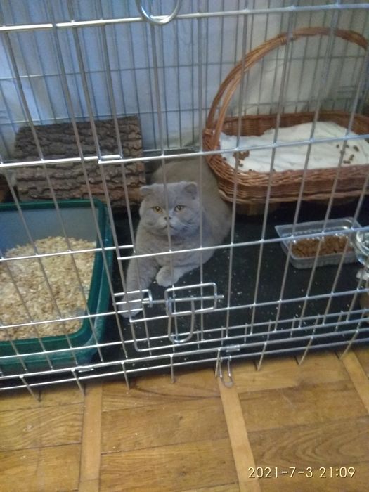 Перетримка котиків, домашній готель - передержка