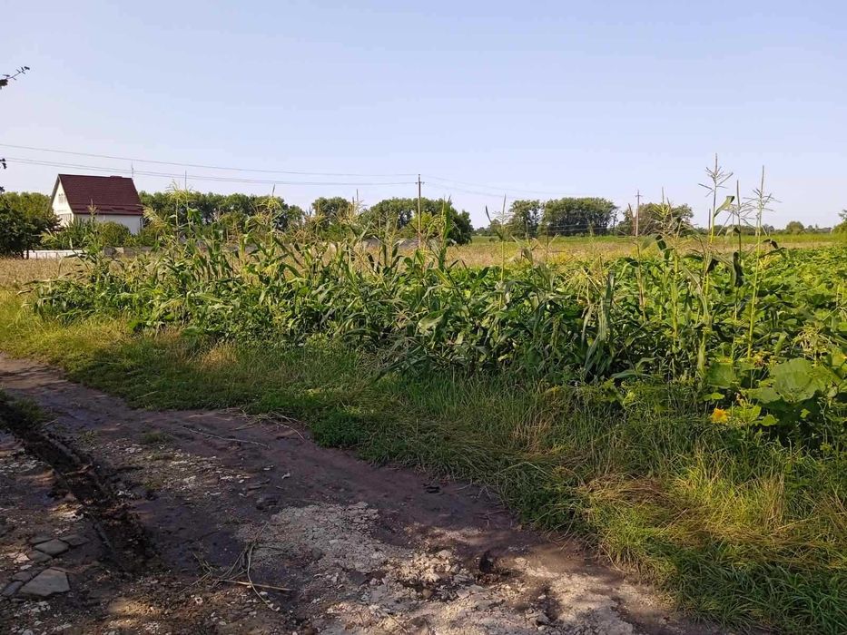 Терміново продам  ділянку під забудову у Сінгурах