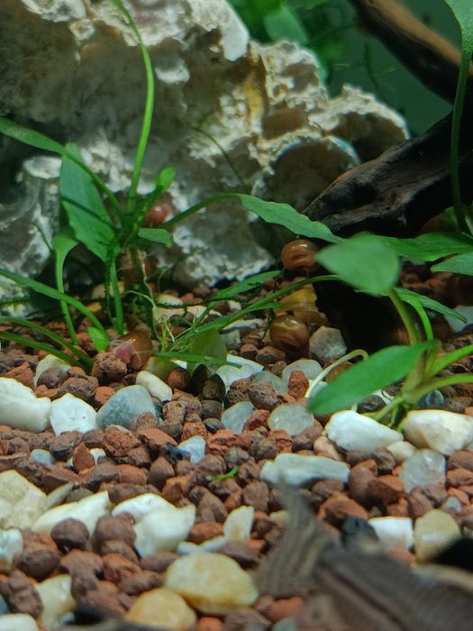 Caracóis de aquário