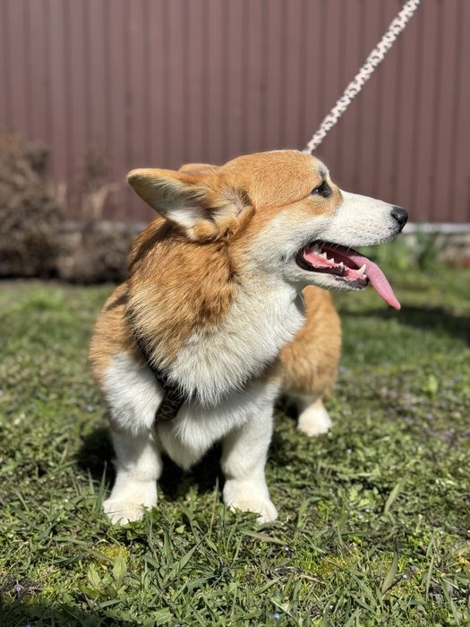 Хлопчик коргі пемброк!