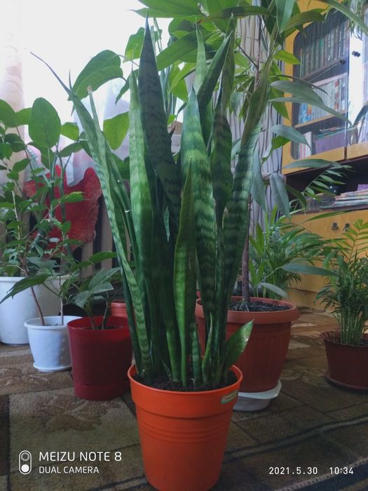 Сансевиерия комнатное растение