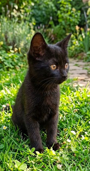 Котик красунчик,в надійні ручки!