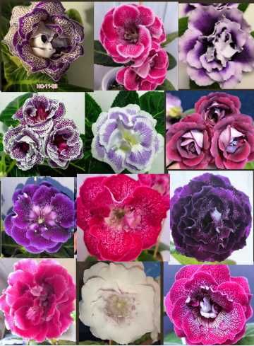 Глоксинія, кімнатні квіти