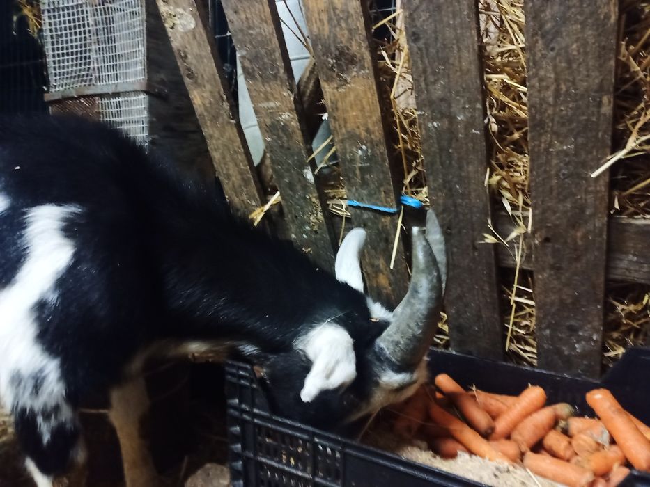 Animais da Quinta