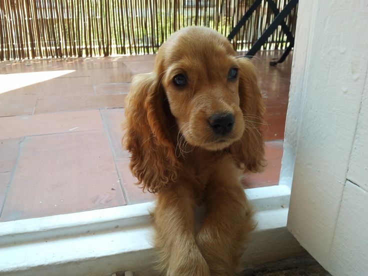 Неймовірно ніжний кокер-спанієль хлопчик