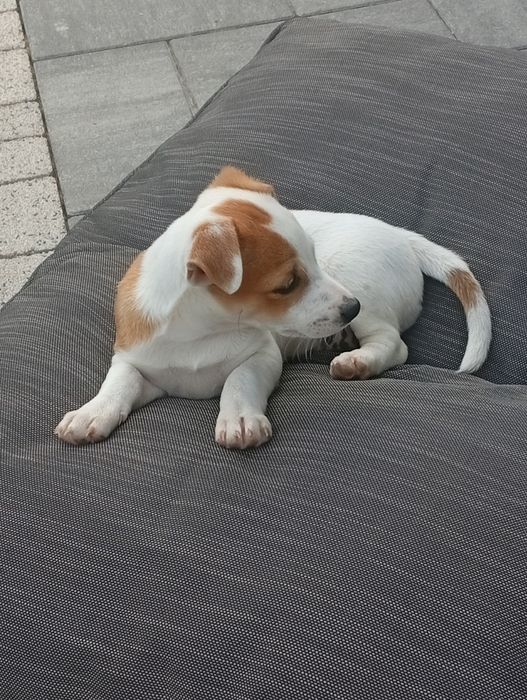 Pieski Jack Russell terrier ( suczka)