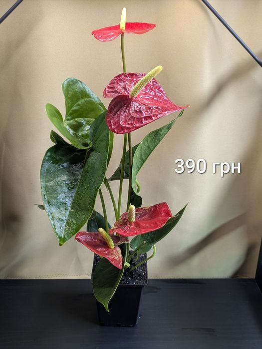 Антуріум Querida червоний з крупними квітами