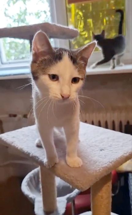 4 miesięczny kocurek szuka domu niewychodzącego