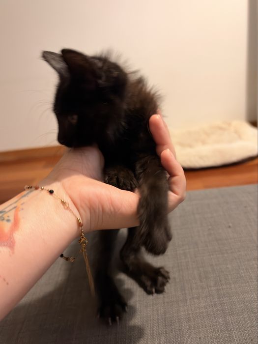 Doação Gato Filhote