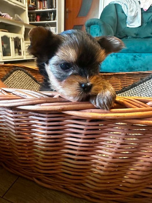 yorkshire suczka terrier rodowód