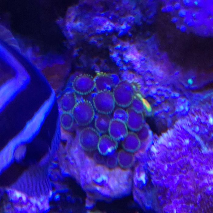 Zoanthusy - kolonia ok 30 polipów