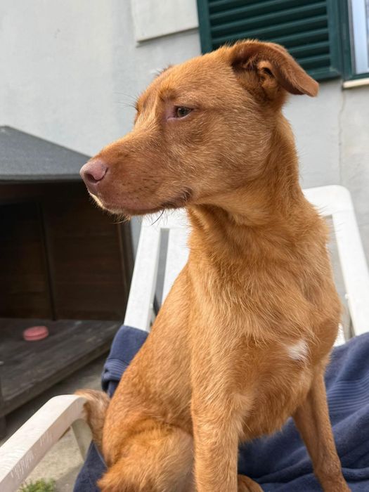 Cão com cerca de 1 ano para adoção responsável