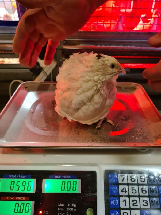 Яйца инкубационные техасского перепела