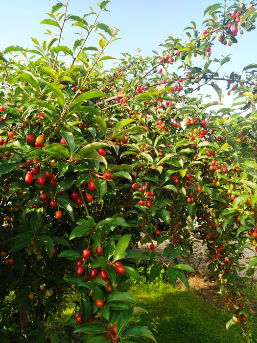 Гумі ірга фундук актинідія