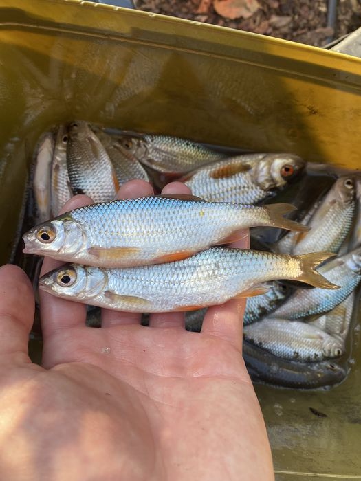 Płoć / płocie mix