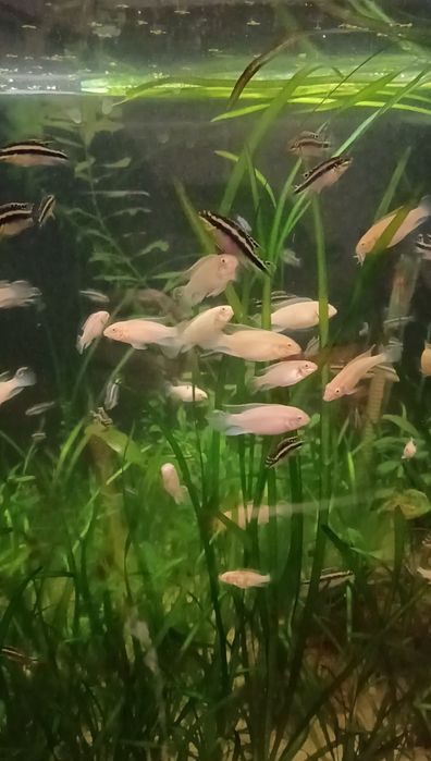 Kribensis (pelvicachromis pulcher)